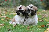 SHIH TZU 105